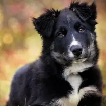 Border collie · rank 1 of 50,000 · activation 0.78 Border collie