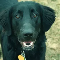 flat−coated retriever · rank 3 of 50,000 · activation 0.77 flat-coated retriever