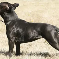Staffordshire bullterrier · rank 12 of 50,000 · activation 0.55 Staffordshire bullterrier