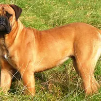 bull mastiff · rank 15 of 50,000 · activation 0.55 bull mastiff