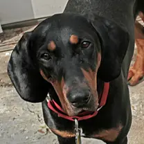 black−and−tan coonhound · rank 51 of 50,000 · activation 0.51 black-and-tan coonhound