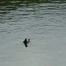 Animals at the water’s surface: American coot Animals at the water’s surface: American coot