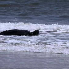 Animals at the water’s surface: leatherback turtle Animals at the water’s surface: leatherback turtle