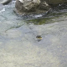 Animals at the water’s surface: water ouzel Animals at the water’s surface: water ouzel