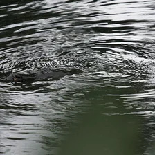Animals at the water’s surface: platypus Animals at the water’s surface: platypus