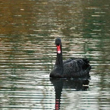 Neuron 733, decoder weight 0.19. Its top 20: black swan 20 (of its top 20)