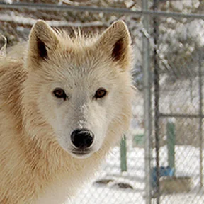 white wolf