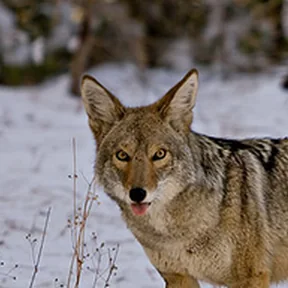 coyote