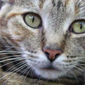 a tabby cat