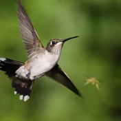 a hummingbird
