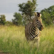 a zebra