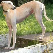 a slender sighthound