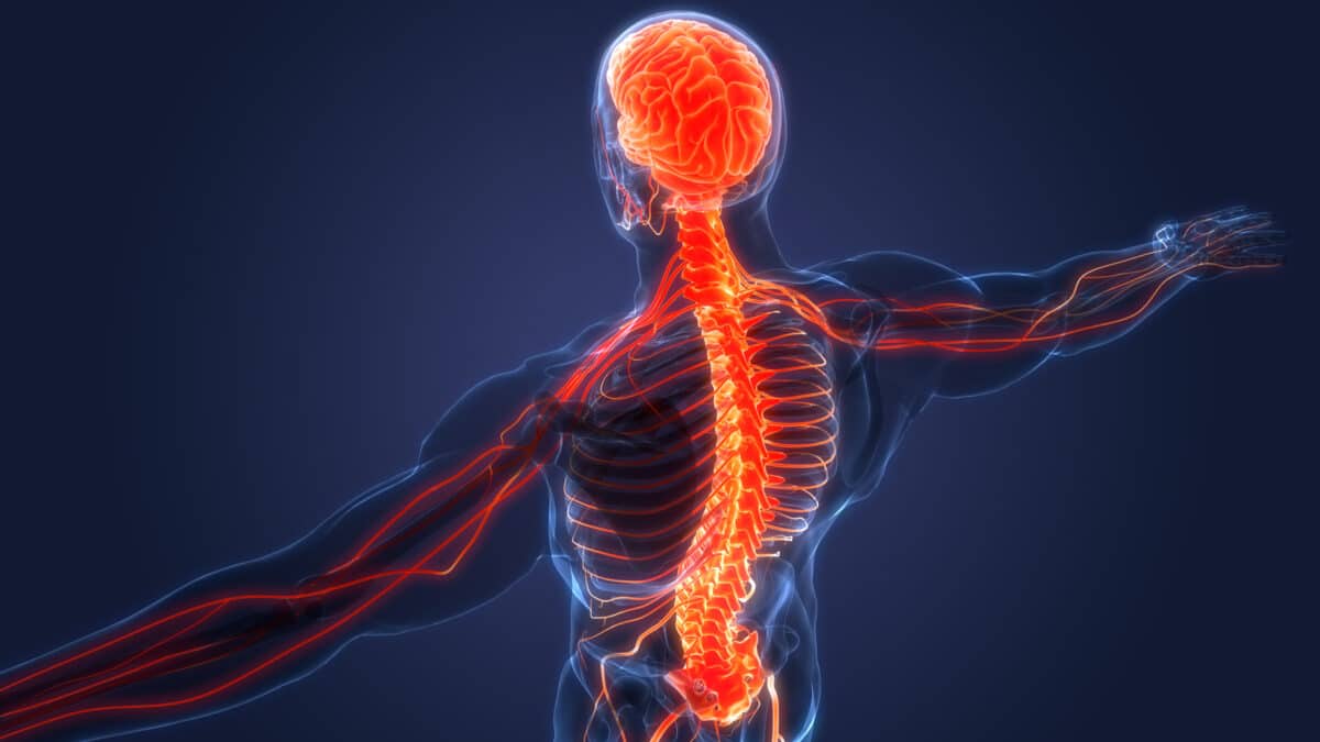 Human brain and spine