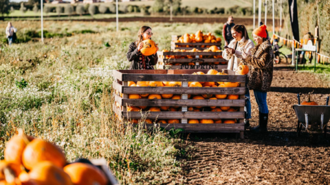 A group of people looking through a crate of bright orange pumpkins. 