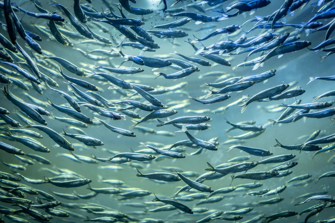 an underwater image of a large group of alewives swimming