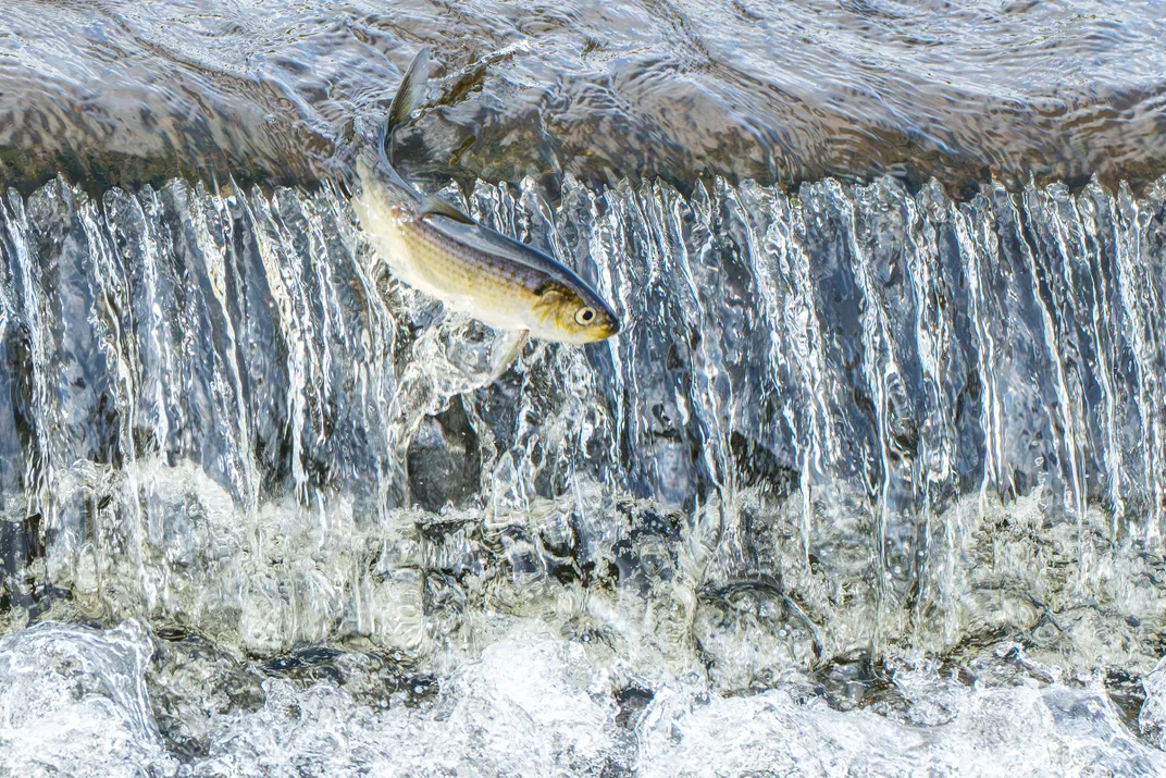 a fish slides out of water down a short waterfall section near a dam