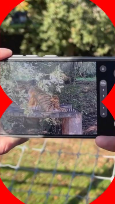 A tiger seen through a camera phone
