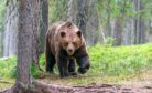 Ecological Imbalance Is Driving Bear Encounters in Mongolia