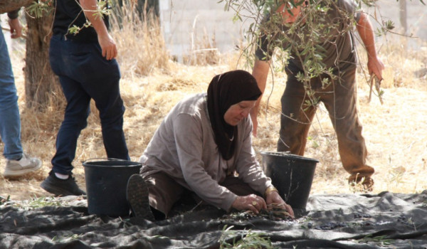 Palestinian Volunteers Join Olive Harves...