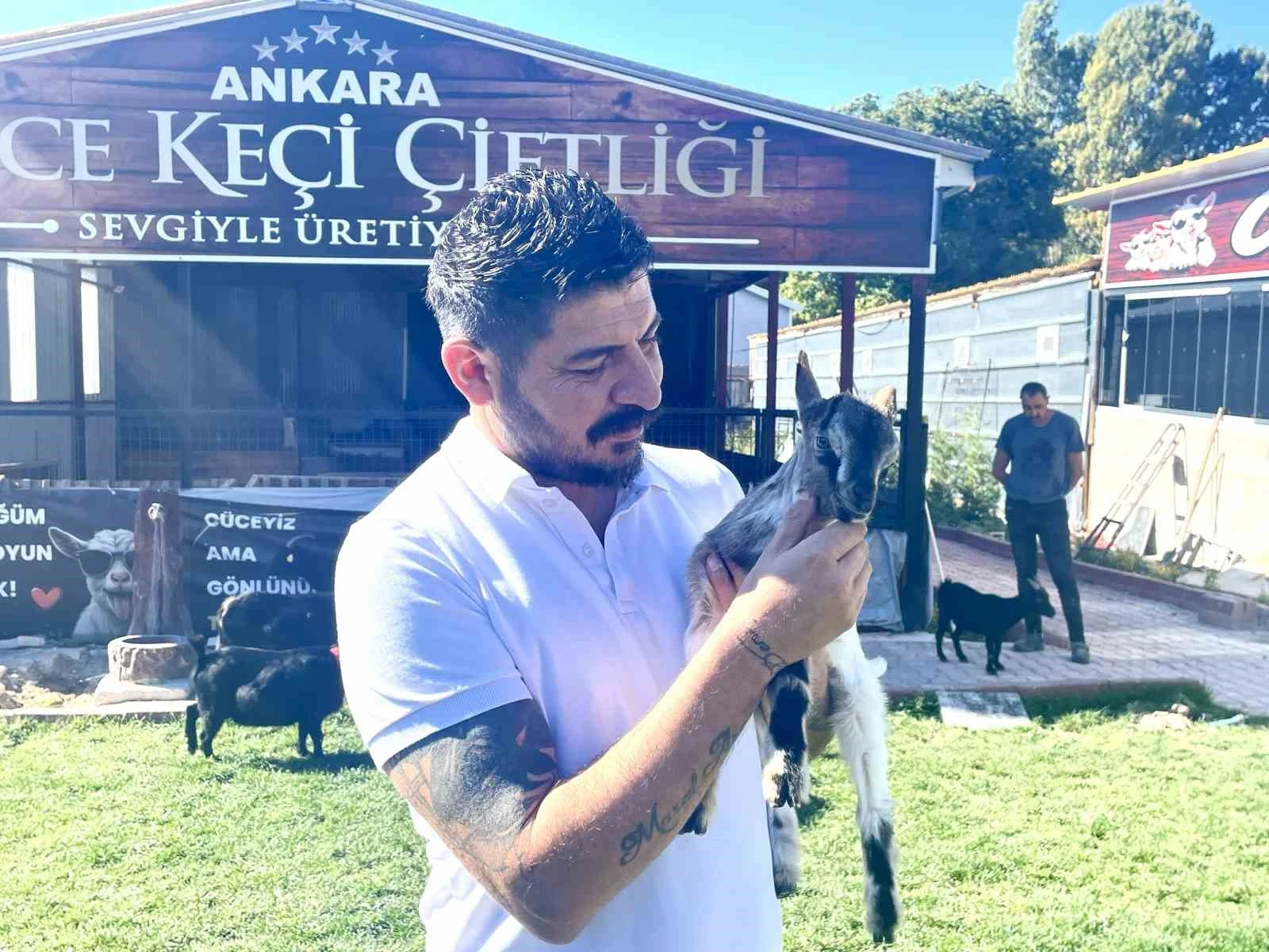 "Normal keçiler ile arasında ortalama 30-35 santim boy farkı vardır"Cüce keçilerin normal keçilerden farkının kısa olmasına ve üçüz dördüz doğurmalarına değinen Özgüden, "Ayaş Çanıllı köyünü turizm açısından çok büyük destekliyor. Şehir dışından ve Ankara içinden çok fazla misafir ağırlıyoruz. Gayet de güzel karşılanıyoruz. Cüce keçilerin diğer keçilerden farkı öncelikle kesinlikle minyon olmaları ve boylarının daha kısa olmaları. Gördüğünüz gibi inanılmaz neşeli ve eğlenceliler. İnsanlara daha sıcak kanlı davranmaları ve üçüz dördüz doğurmaları. Normal keçiler arasında ortalama 30-35 santim boy farkı vardır. Cüce keçiler dediğim gibi 40-45 santim, erkekler de 50-55 santim olabiliyor. Renkleri de ceylan deseni var, siyah-beyaz var. Onun dışında düz siyah olabiliyor, kahve olabiliyor, sütlü kahve olabiliyor. Değişik renkler de çok güzel renkler çıkabiliyor" ifadelerini kullandı.