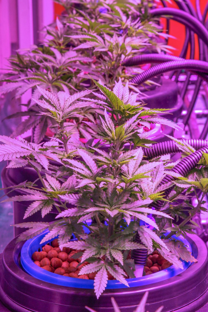 Cannabis law