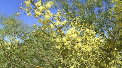 Prickly acacia, once planted for shade, now infests 6.6 million hectares of Australia. (Wikimedia Commons)