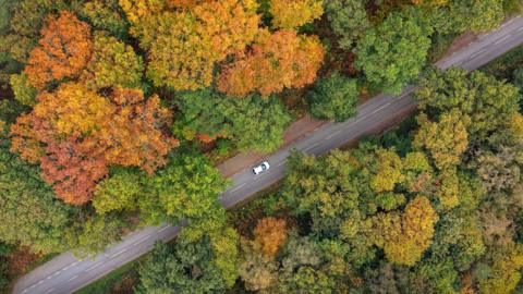 An aerial photo shows a single carriageway road on which a white car is driving, cutting through a forest which has trees with a variety of redm orange and gree coloured leaves. 