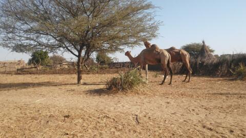Village sur la route d'Am Timan dans le Salamat, au Tchad. (Image d'illustration)