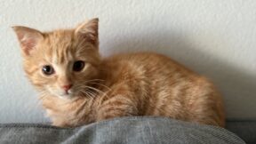 small orange kitten sitting on a couch