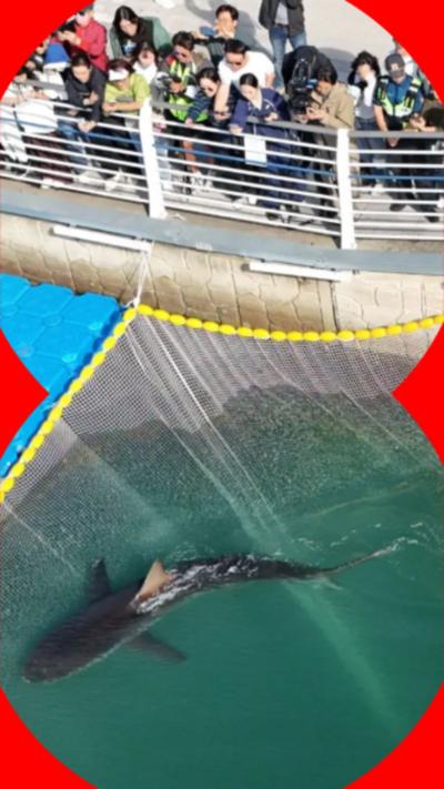 Shark swimming in South Korean harbour with crowd watching.