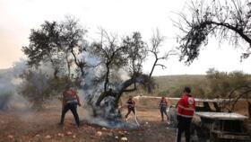 Palestinian volunteers douse an olive tree set alight by Israeli settlers, near the village of Turmus Ayya, north of the city of Ramallah, in the Israeli-occupied West Bank on October 16, 2026.