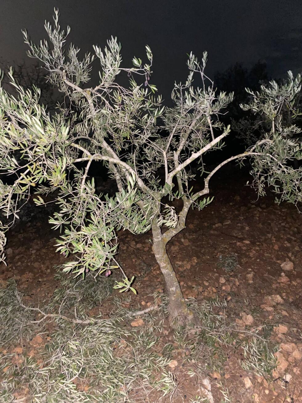 This photo was taken by our Observer in Birzeit on the night of October 12, 2026. Fearing attacks by settlers or the army, Palestinians have begun harvesting at night. In this image, our Observer show