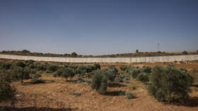 A file image of a Palestinian man in an olive tree field during the harvest season, near the controversial Israeli separation wall, in the village of Beit Awwa, west of Hebron City in the Israeli-occu