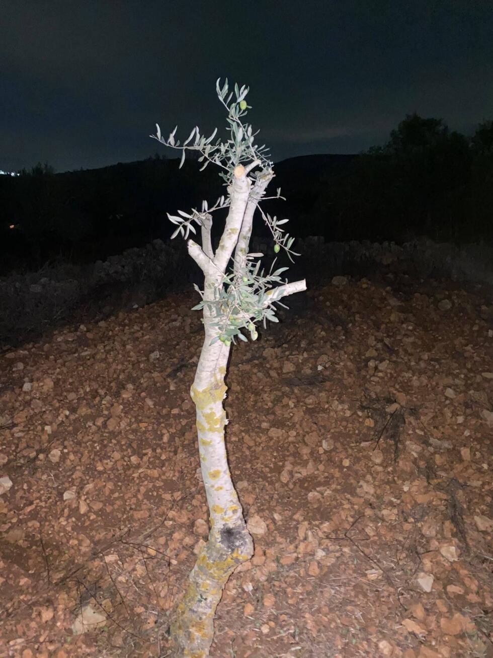 Our Observer took this photo of a hacked-up olive tree with only the trunk remaining in Birzeit during the night of October 12, 2026.