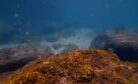 China&rsquo;s Rare Earth Strategy and the Future of the South China Sea