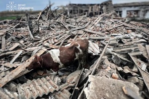 Російські дрони атакували ферму на Сумщині, є загибла і четверо постраждалих