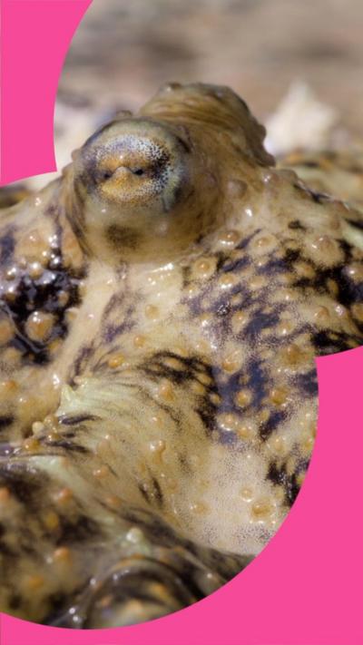A brown octopus is pictured close up. It's eye is looking straight at the camera and it's tentacles cannot be seen.